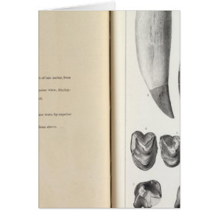 Cartão XLVI Coryphodon