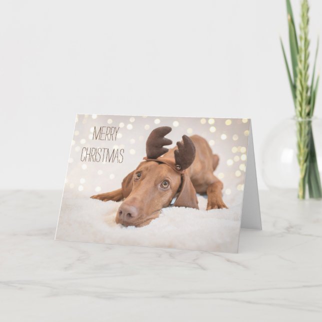 Cartão Xmas/Cartão de Natal "Magyar Vizsla" (Frente)