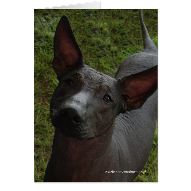 Cartão Xoloitzcuintli (Frente)