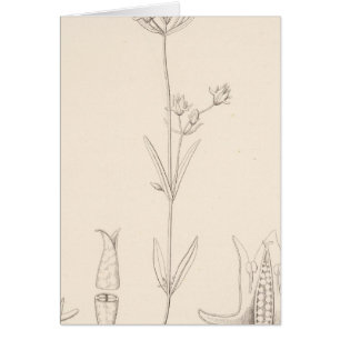 Cartão XXI Halenia rothrockii