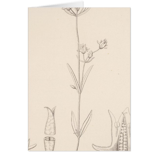 Cartão XXI Halenia rothrockii (Frente)