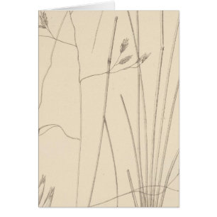 Cartão XXIX Festuca thurberi