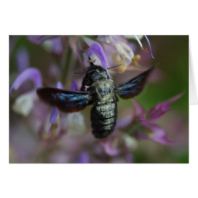 Cartão Xylocopa iris (Frente Horizontal)
