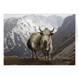 Cartão Yak no Nepal