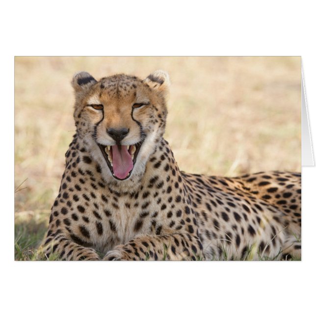Cartão Yawning Cheetah (Frente horizontal)