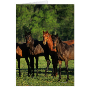 Cartão Yearlings de raça pura