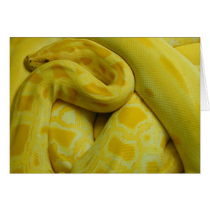 Cartão Yellow Burmese Python Incrível