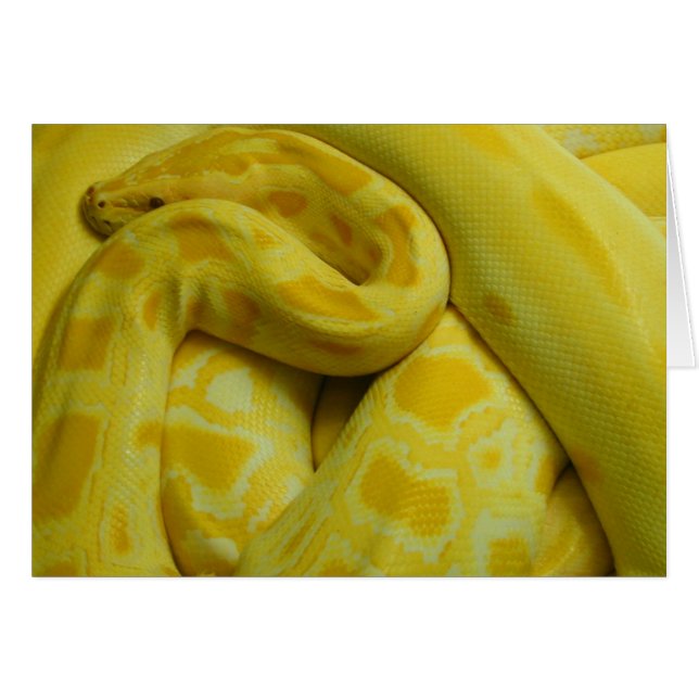 Cartão Yellow Burmese Python Incrível (Frente Horizontal)