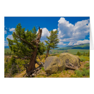 Cartão Yellowstone Boulder