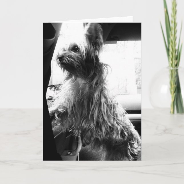 Cartão Yorkie (Frente)