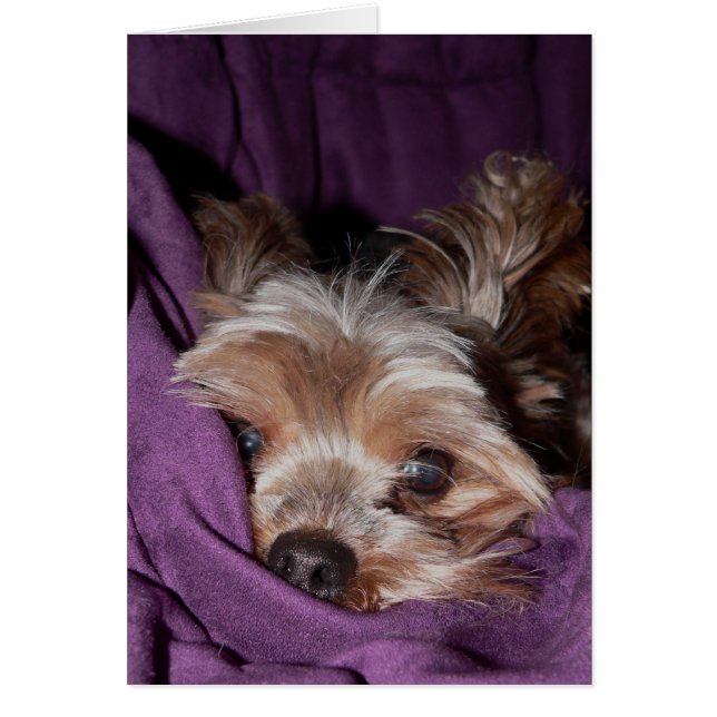 Cartão Yorkie (Frente)