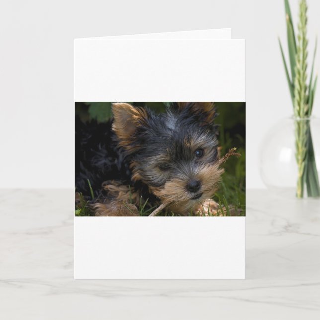 Cartão yorkie com vara (Frente)