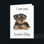 CARTÃO "YORKIE É UM CÃO SORTUDO" DESEJA ANIVERSÁRIO<br><div class="desc">Este docinho está tão pronto para dizer FELIZ ANIVERSÁRIO para sua pessoa especial.</div>