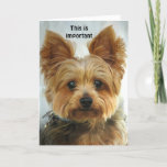 Cartão Yorkie - feliz aniversario<br><div class="desc">A parte dianteira - imagem de um interior de Yorkie - o feliz aniversario NOTA POR FAVOR…. O texto na parte dianteira e no interior pode ser mudado,  suprimido,  reposicionado… a pia batismal pode igualmente ser mudado,  resized etc… lhe não pode ferir o original… seja criativo!</div>