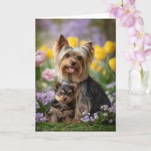 Yorkie Mãe Dia das Mães Amor