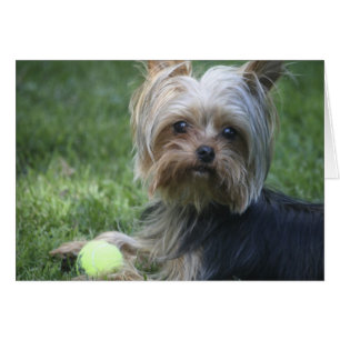 Cartão Yorkie Tênis