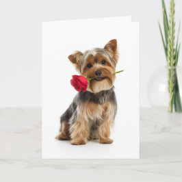 Cartão Yorkie Valentine – Cachorro Pequeno, Grande Amor
