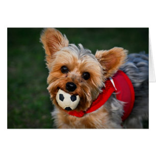 Cartão Yorkshire terrier