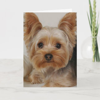 Cartão Yorkshire Terrier