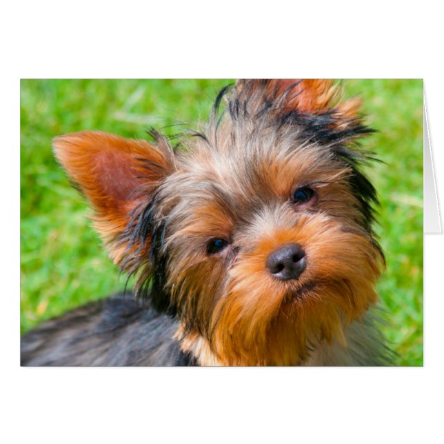 Cartão Yorkshire Terrier olhando para cima (Frente Horizontal)