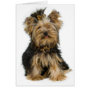 Cartão Yorkshire Terrier Puppy Dog Vazio Card