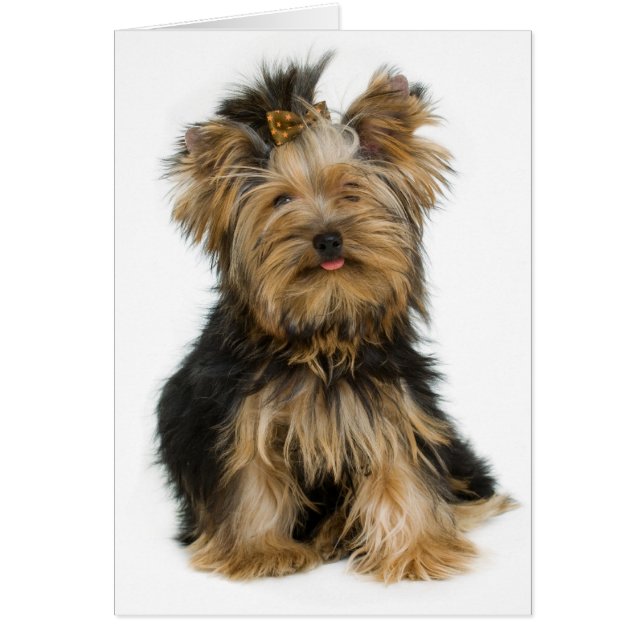 Cartão Yorkshire Terrier Puppy Dog Vazio Card (Frente)
