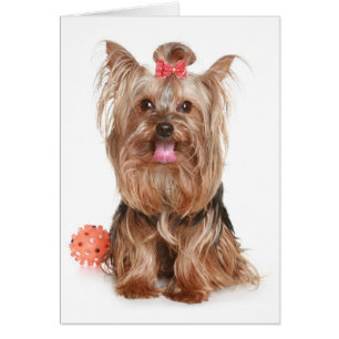 Cartão Yorkshire Terrier Puppy Dog Vazio Card