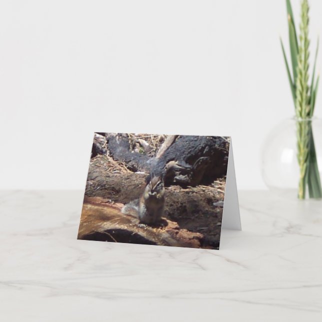 Cartão Yosemite no primavera:  Um amigo peludo (Frente)