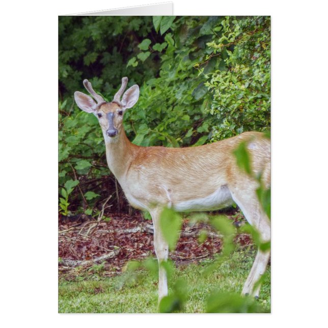 Cartão Young Buck em Velvet (Frente)