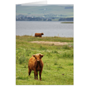 Cartão Young Highland Cow by Scottish Loch