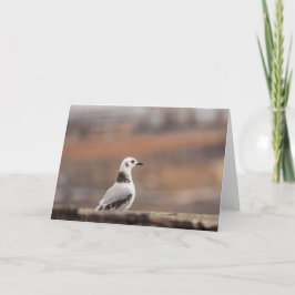 Cartão Young Kittiwake Seagul Nature Foto