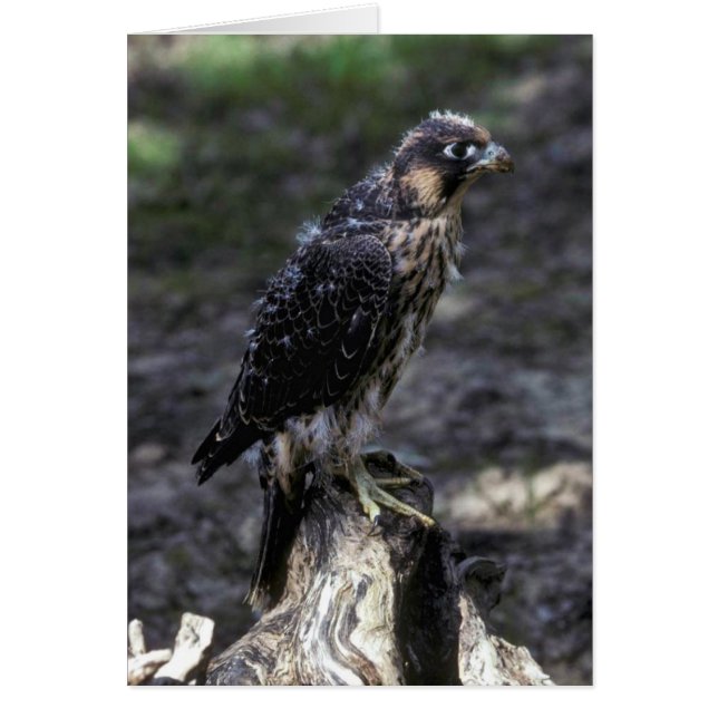 Cartão Young Peregrine Falcon (Frente)