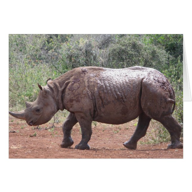 Cartão Young Rhino (Frente Horizontal)