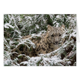 Cartão Young Snow Lepard