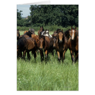 Cartão Youngsters de raça pura