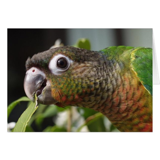 Cartão yum (Frente Horizontal)