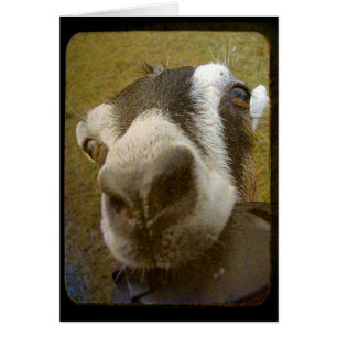 Cartão Yum da câmera!