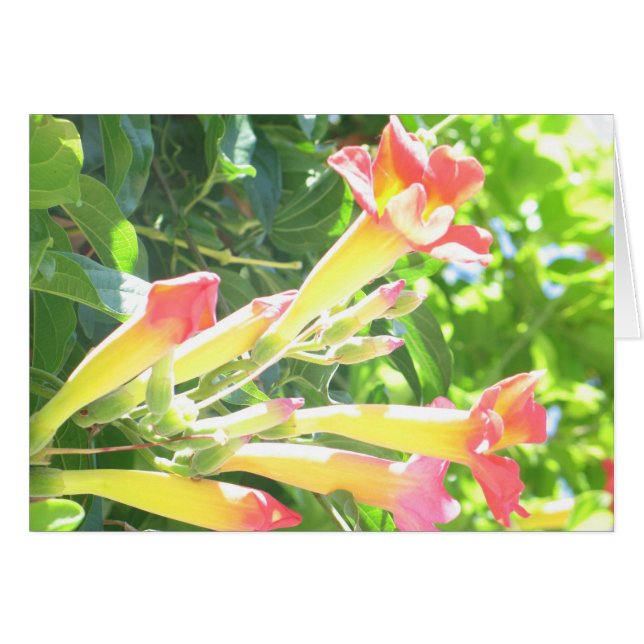 Cartão Zazzle 1 (Frente Horizontal)