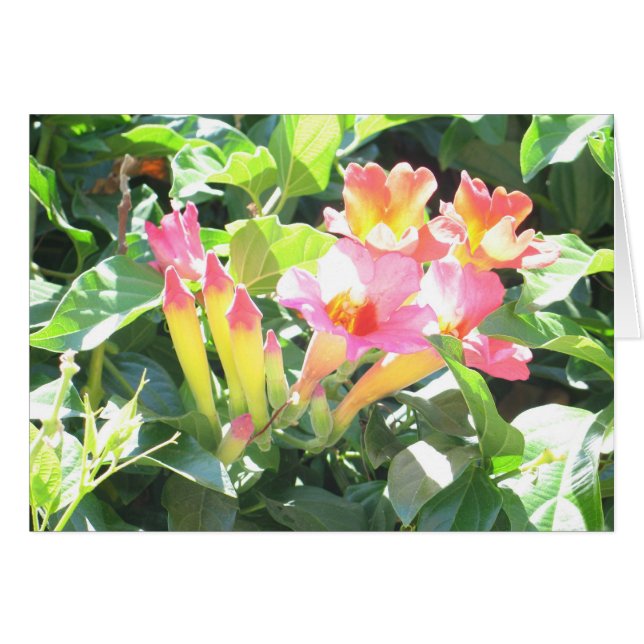 Cartão Zazzle III (Frente Horizontal)