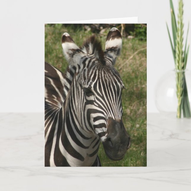 Cartão zebra (Frente)
