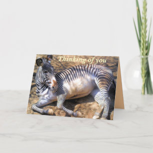 Cartão Zebra do amor_