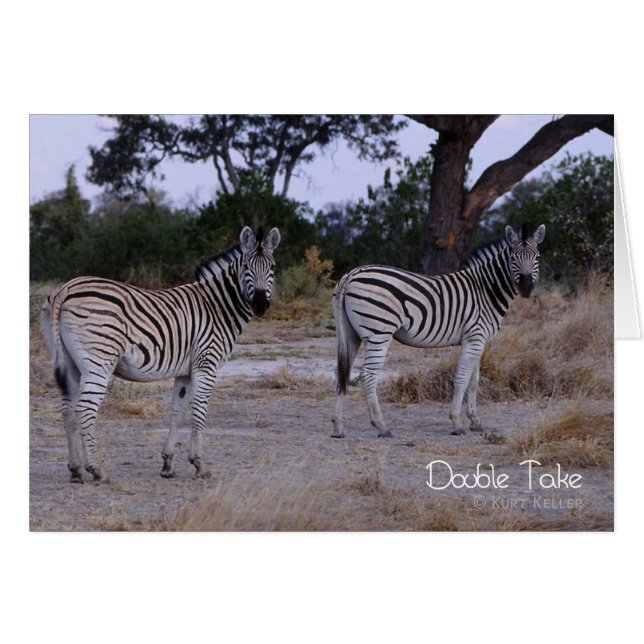Cartão Zebra Double Take Foto (Frente horizontal)