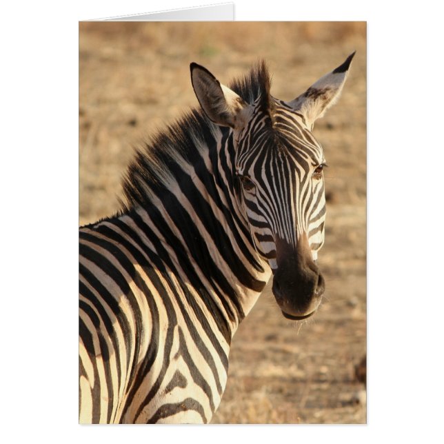 Cartão Zebra em Savannah, Tanzânia (Frente)