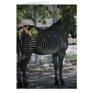 Cartão Zebra Love