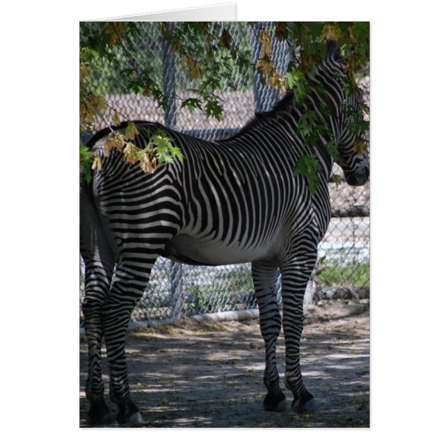 Cartão Zebra Love (Frente)