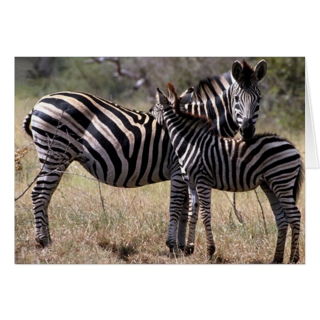 Cartão Zebra Madre e Foal (Frente Horizontal)