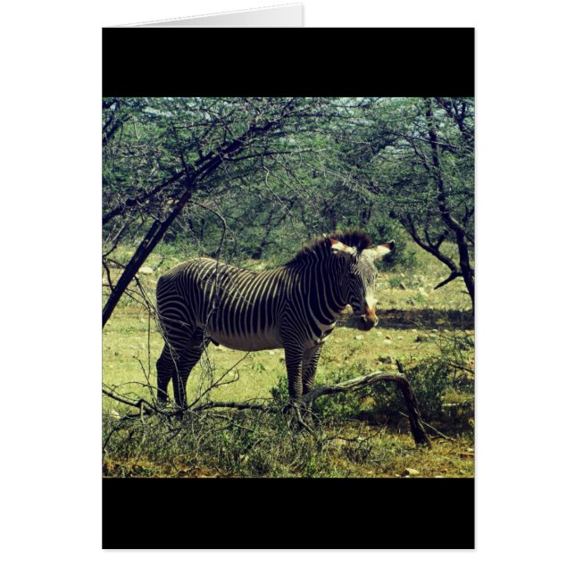 Cartão Zebra nas Árvores (Frente)