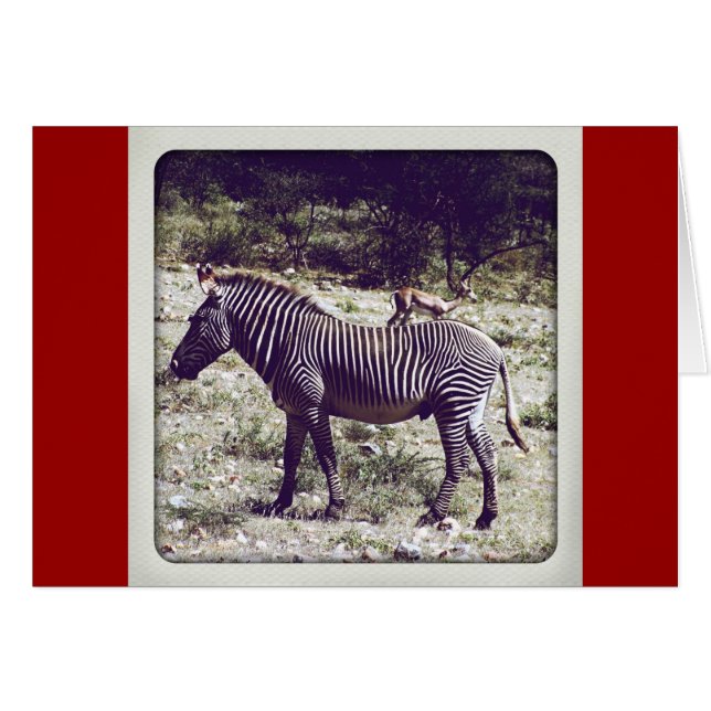 Cartão Zebra no Quênia (Frente Horizontal)