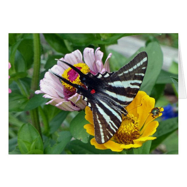 Cartão Zebra Swallowtail+Besouro Japonês (Frente Horizontal)