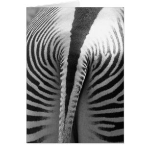 Cartão Zebra Tail